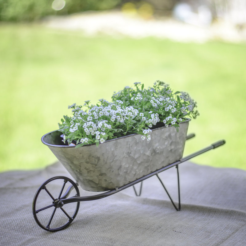 Gracie Oaks Humboldt Galvanized Metal Wheelbarrow Planter & Reviews